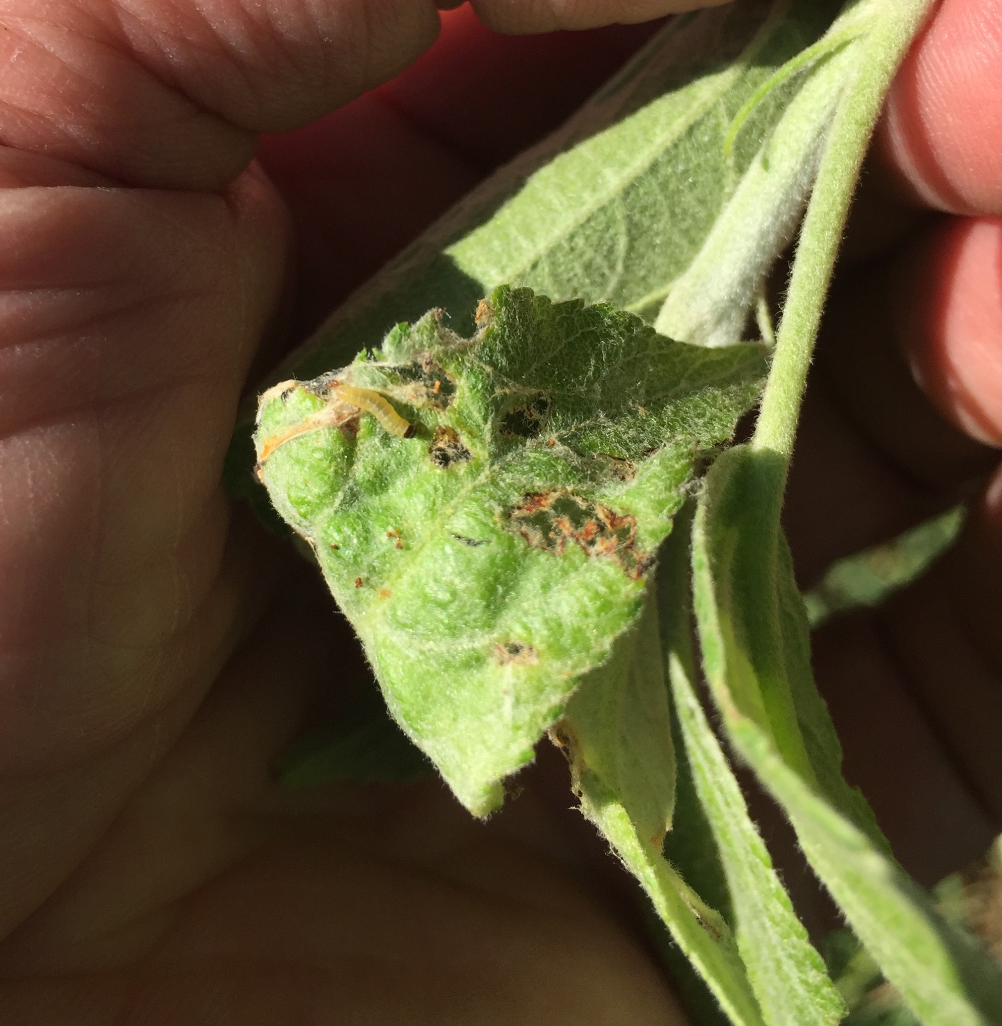 OBLR Larvae  7-6-18 WS